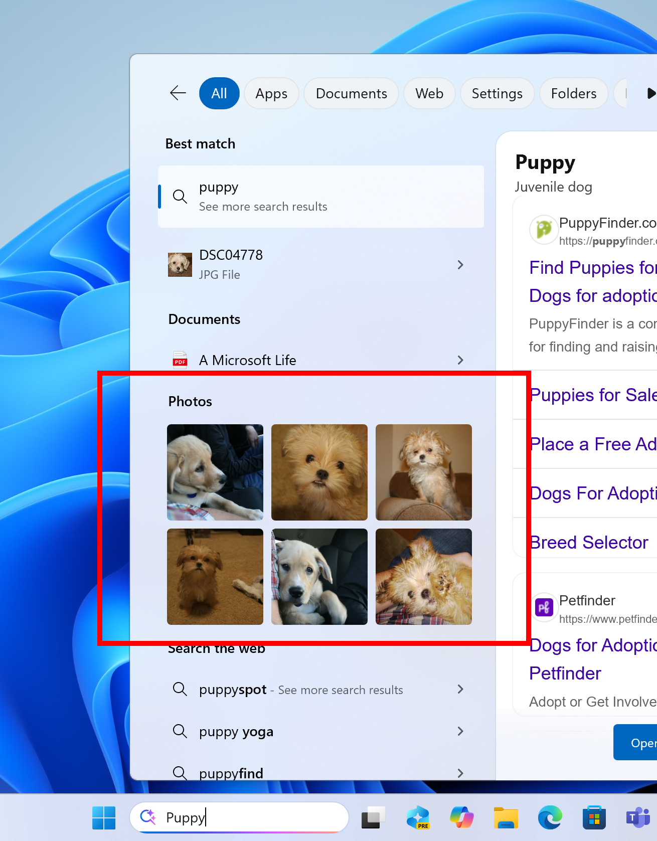 Search results in the Windows Search box with grid view of images highlighted in a red box.