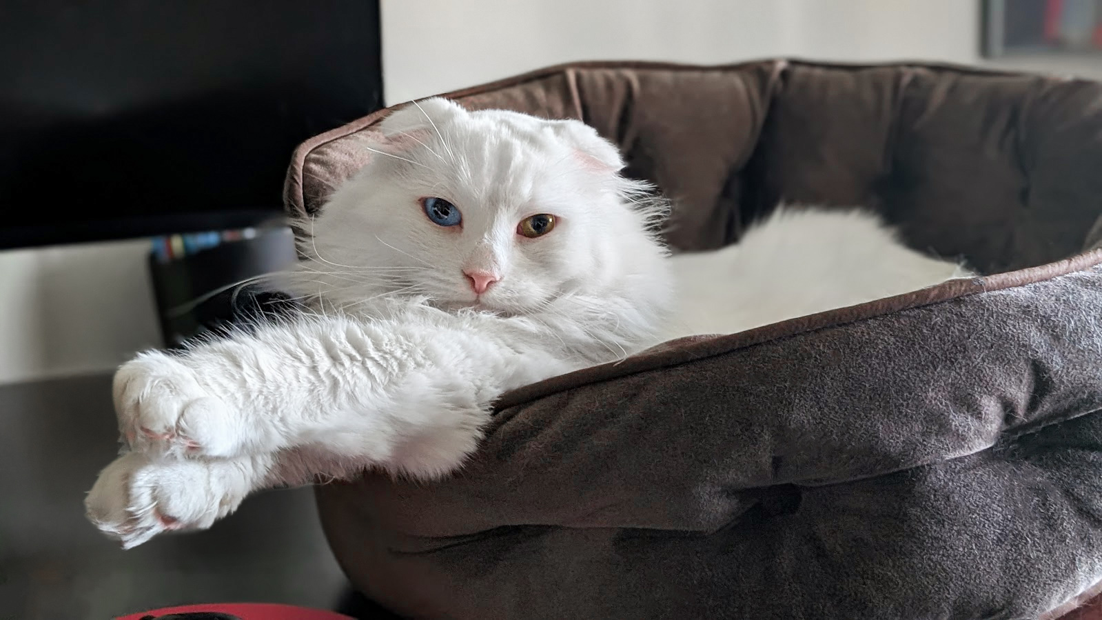 Кот в лежанке на столе